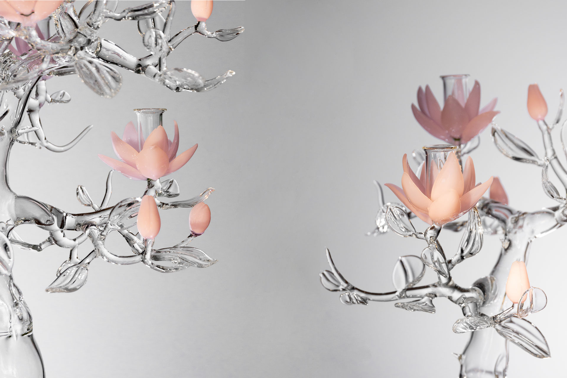 Read more about the article Magnolia
